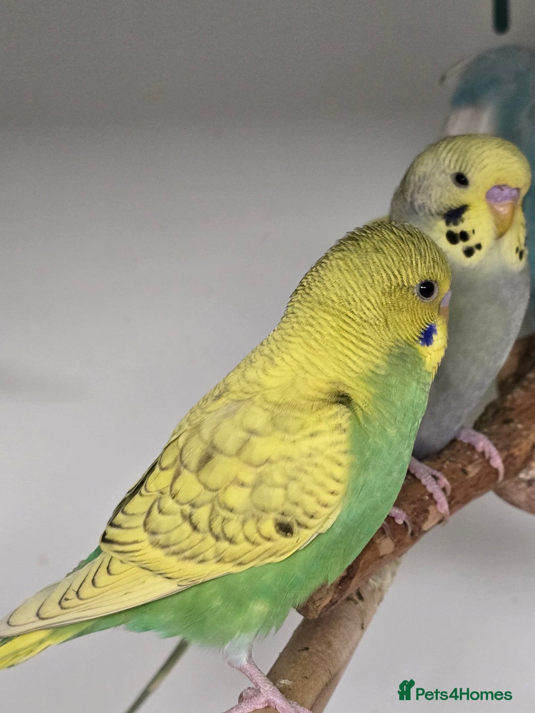 Budgerigars birds for sale: Gorgeous Baby Budgies ready now!!! - Image 8