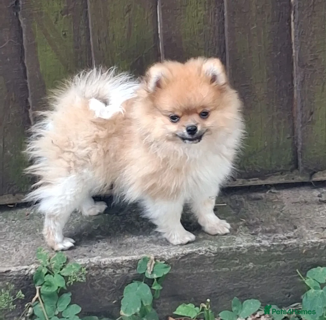 Pomeranian dogs for sale: Male pomeranian puppy in Grimsby - Advert 2
