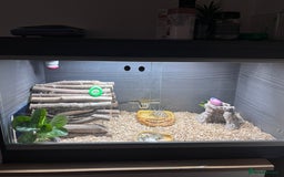 Tortoise reptiles for sale: Hermanns Tortoise - Image 2