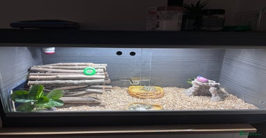 Tortoise reptiles - Advert 4