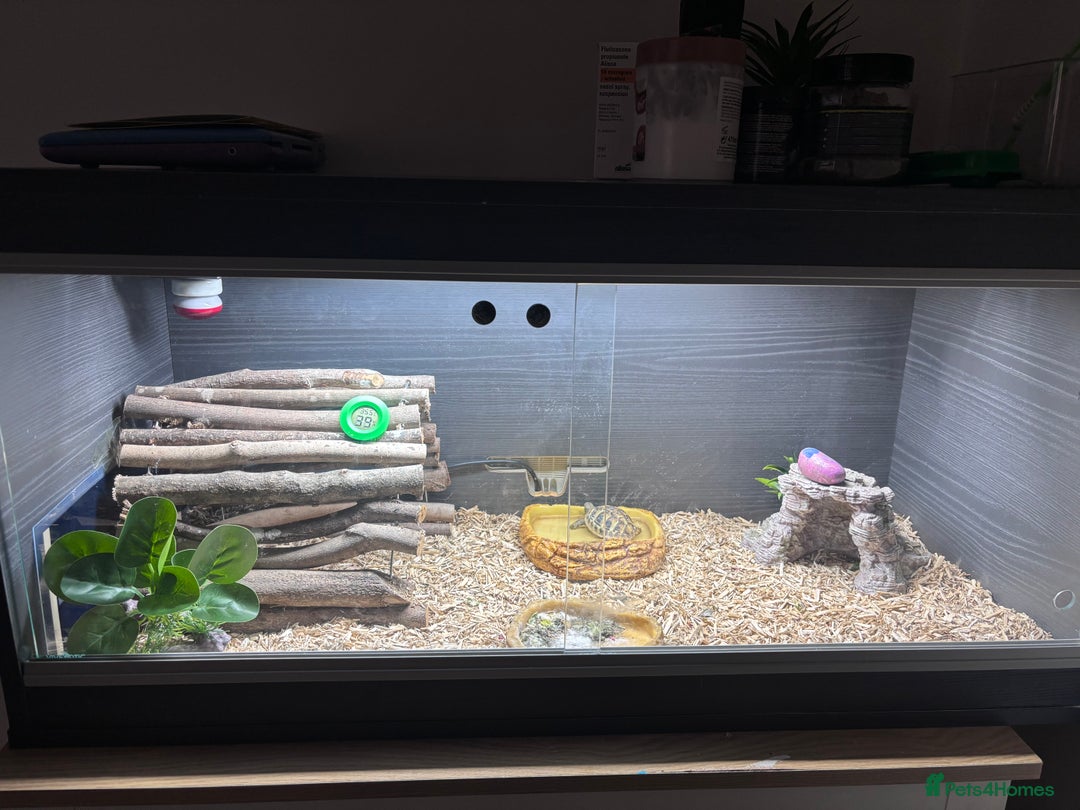 Tortoise reptiles for sale: Hermanns Tortoise - Image 2