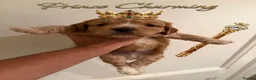 Cockapoo dogs for sale: ✨🐶 Stunning Golden F2 Cockapoo Puppies 🐶✨ - Advert 8