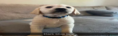 Dark Blue boy
