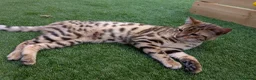 Bengal cats for sale: 2 Bengal kittens  - Advert 2