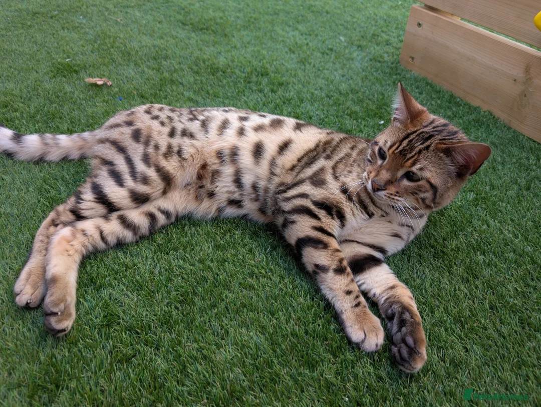 Bengal cats for sale: 2 Bengal kittens  - Advert 2