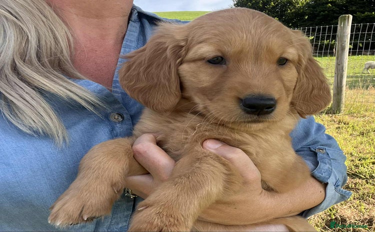 Golden Retriever dogs - Advert 4