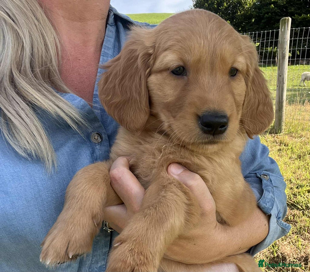 Golden Retriever dogs for sale: Beautiful KC Golden Retriever Puppies - Image 1