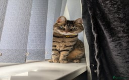 Mixed Breed cats for sale: Cats in need of rehoming - Image 4