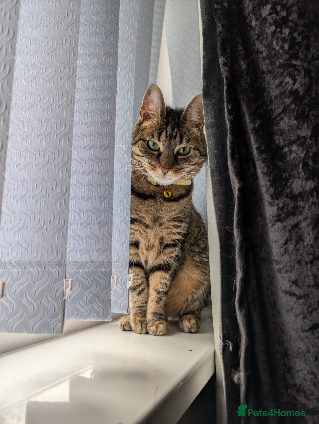 Mixed Breed cats for sale: Cats in need of rehoming - Image 4