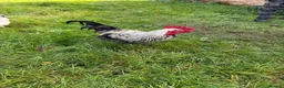 Chickens poultry for sale: Cockerel for sale in Norwich - Advert 3
