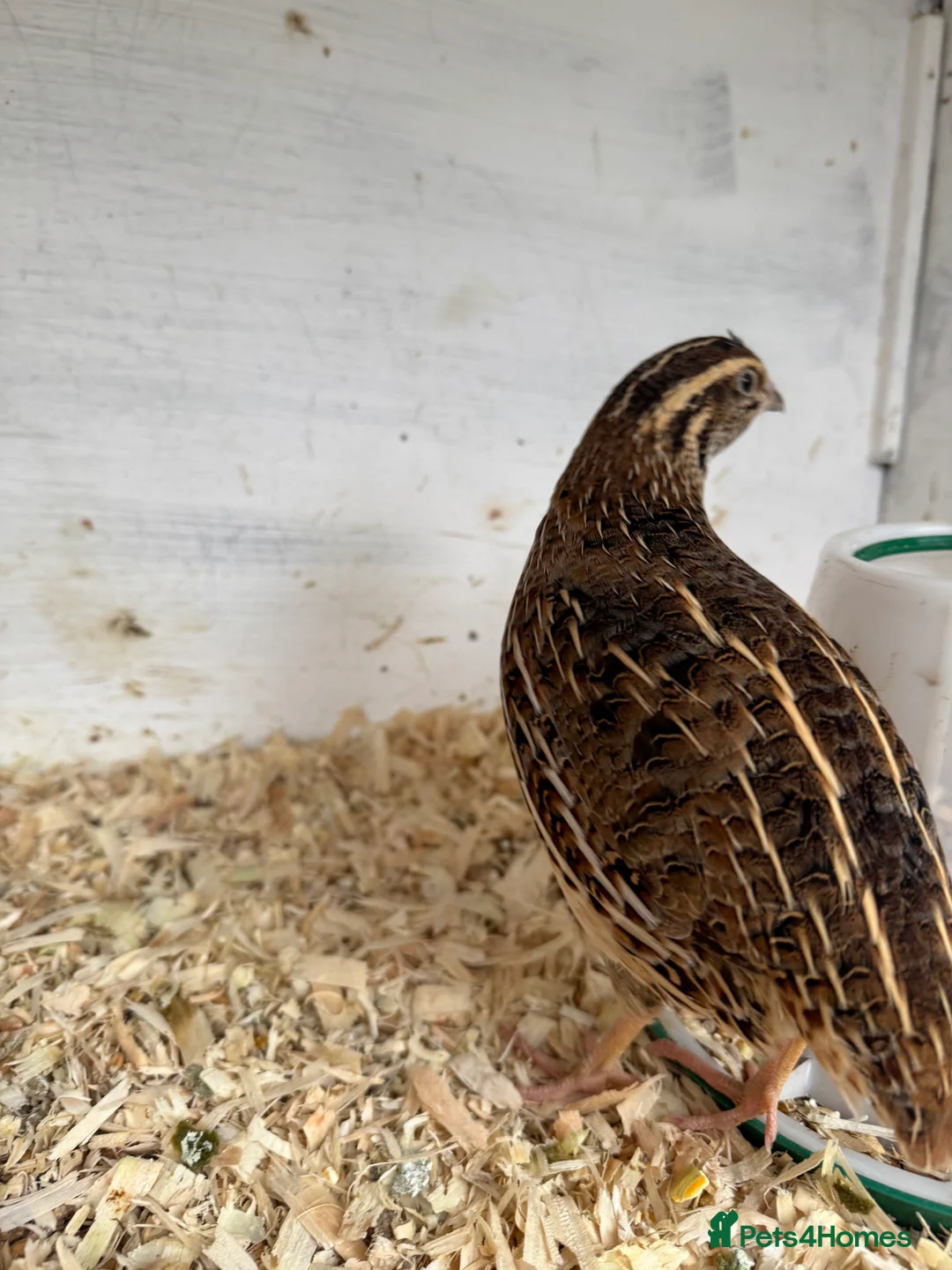 Quail poultry for sale: Coturnix Jumbo Quails  - Advert 3