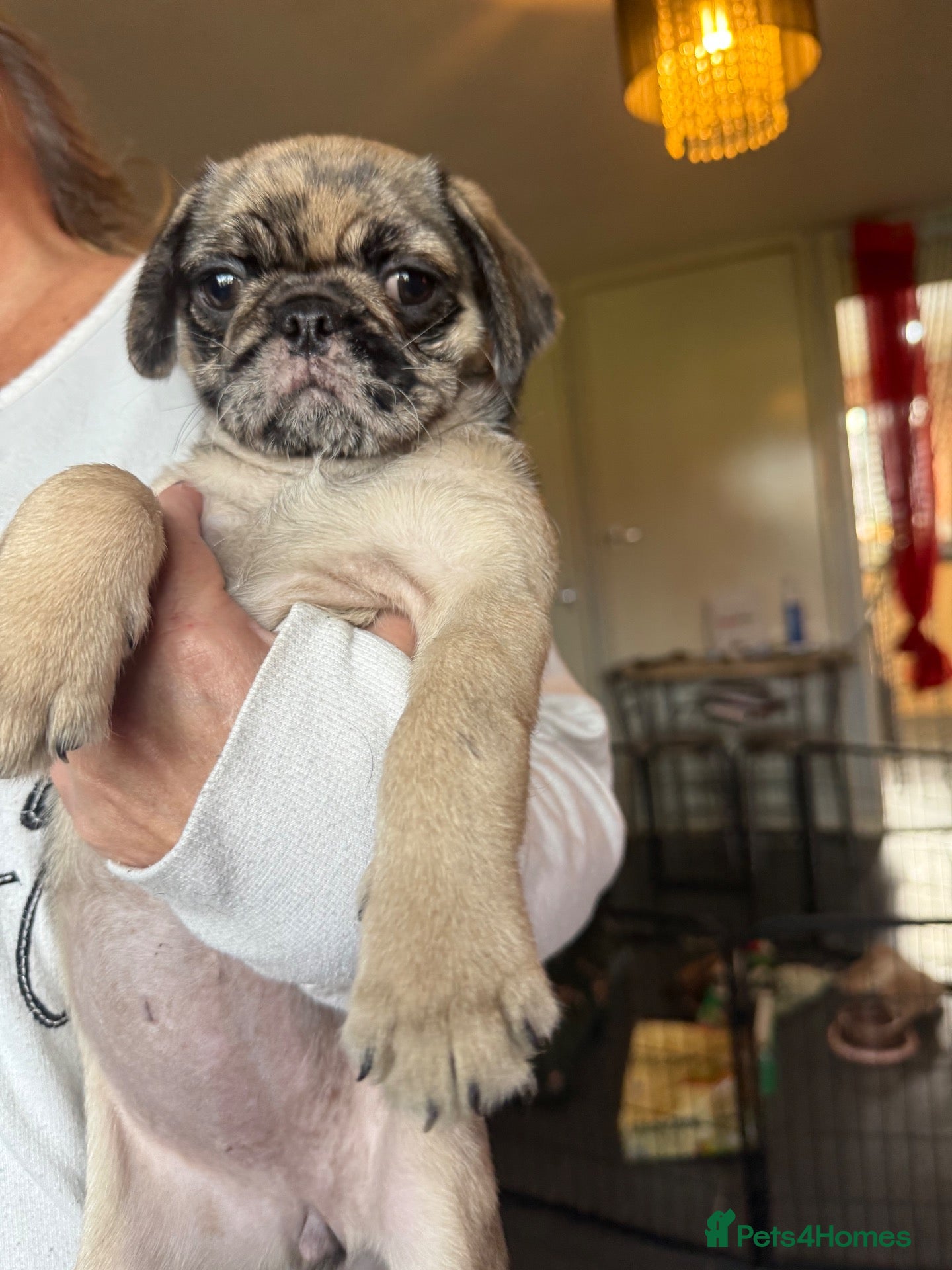 Pug dogs 1 girl put puppy available!! - Advert 1