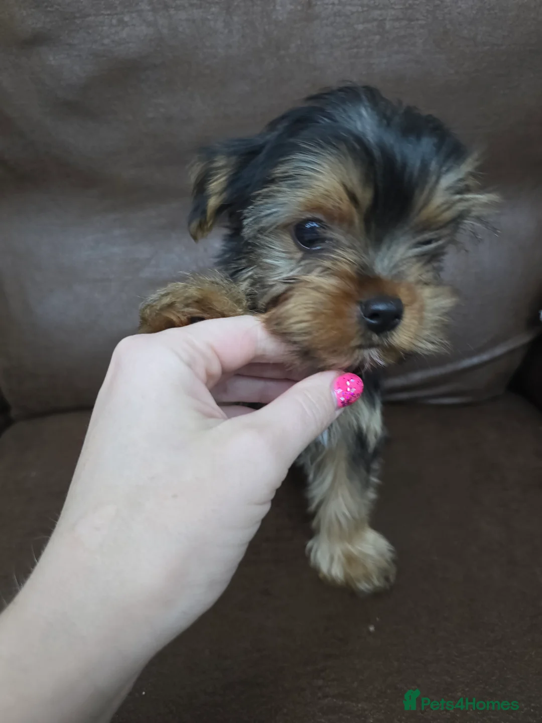 Yorkshire Terrier dogs for sale: Beautiful  **  Yorkshire Terrier Puppies  in Birmingham - Advert 2