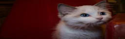 Ragdoll cats for sale: TICA championship Ragdoll Kittens  - Advert 12