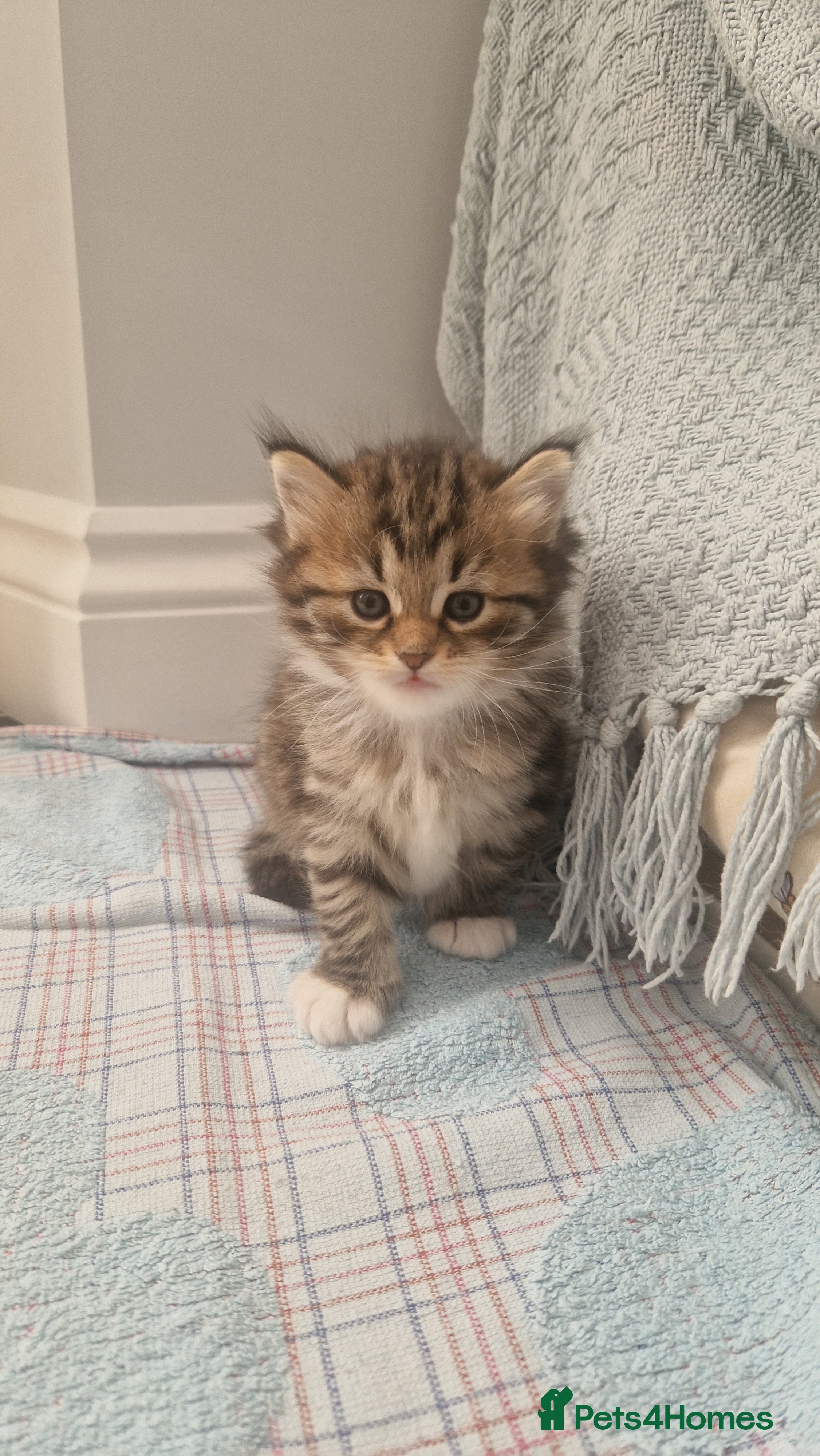 Siberian cats Adorable siberian kittens - Advert 3