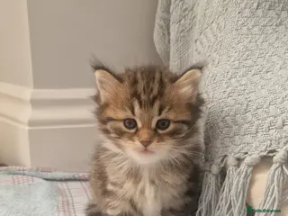 Siberian cats Adorable siberian kittens - Advert 3