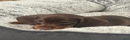 Miniature Dachshund dogs for sale: ✨2 miniature dachshund puppies READY TO LEAVE✨ - Advert 6