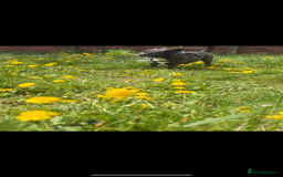 Mixed Breed dogs for sale: Mixed bread  - Advert 5