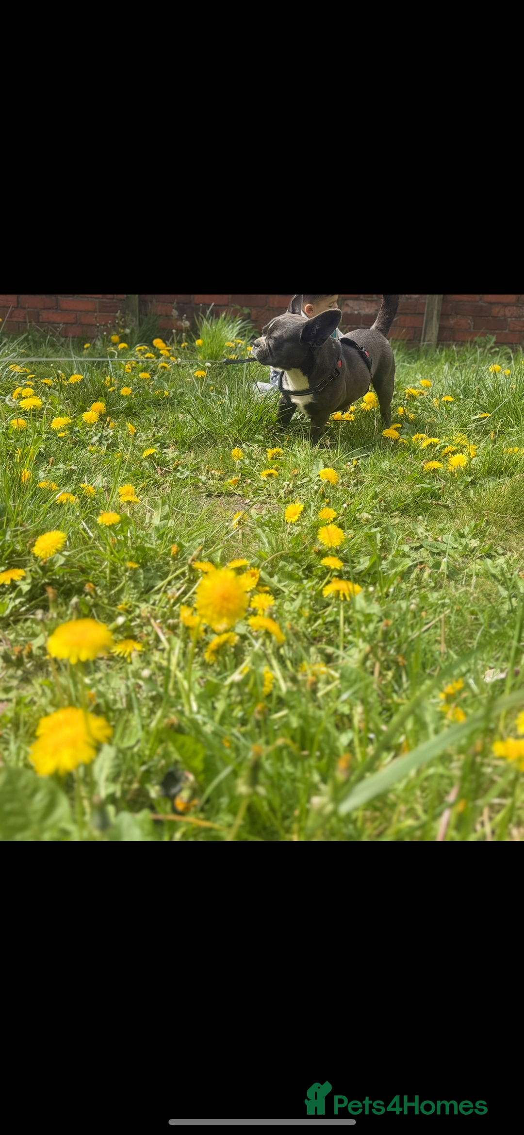 Mixed Breed dogs for sale: Mixed bread  - Advert 5