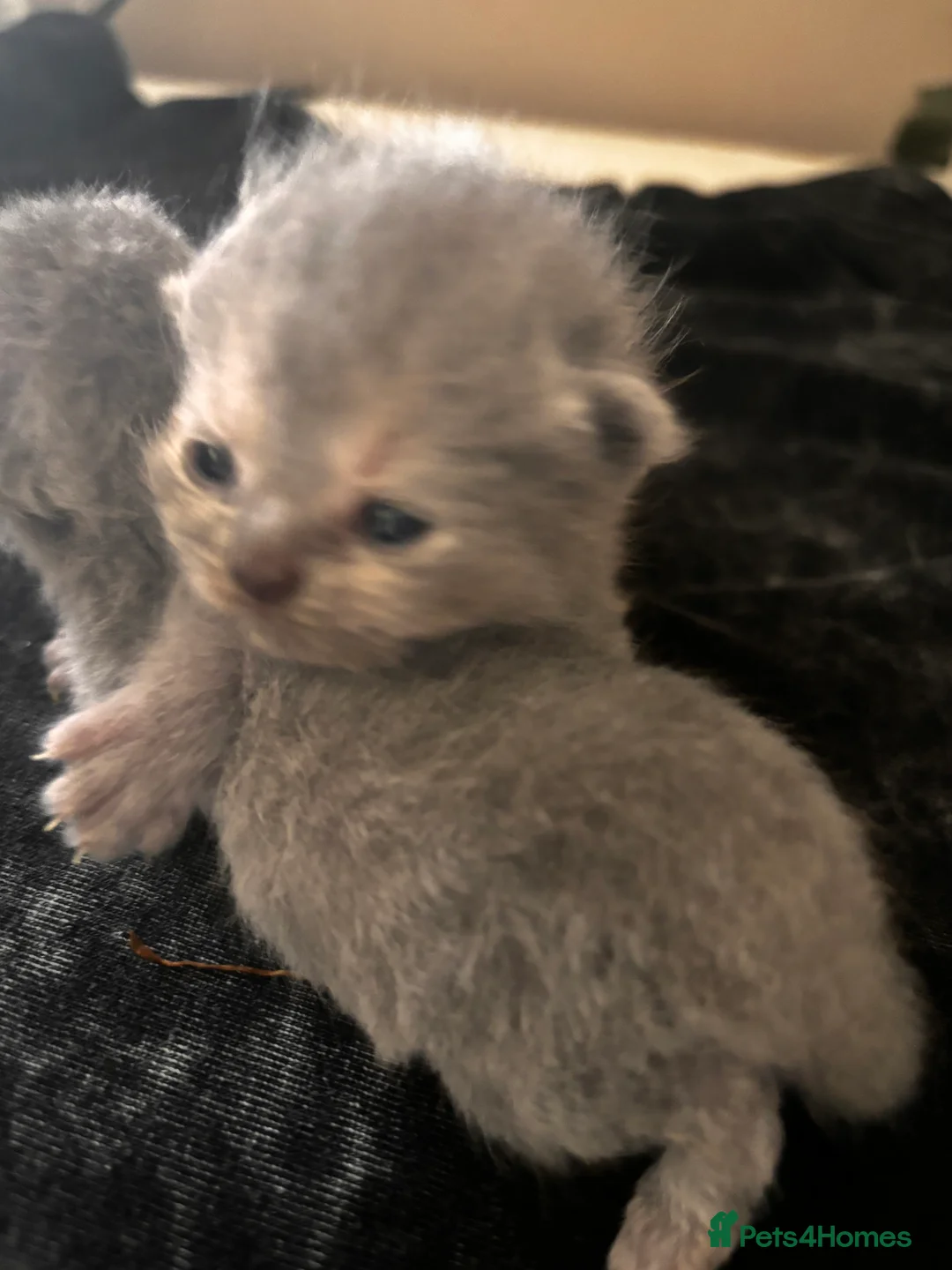 British Shorthair cats for sale: British shorthair kittens  - Advert 2