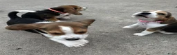 Beagle dogs for sale: Quality Foot Beagle Puppies - Advert 10