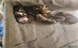 Mixed Breed dogs for sale: Six lovely Borderjack puppies available - Image 4