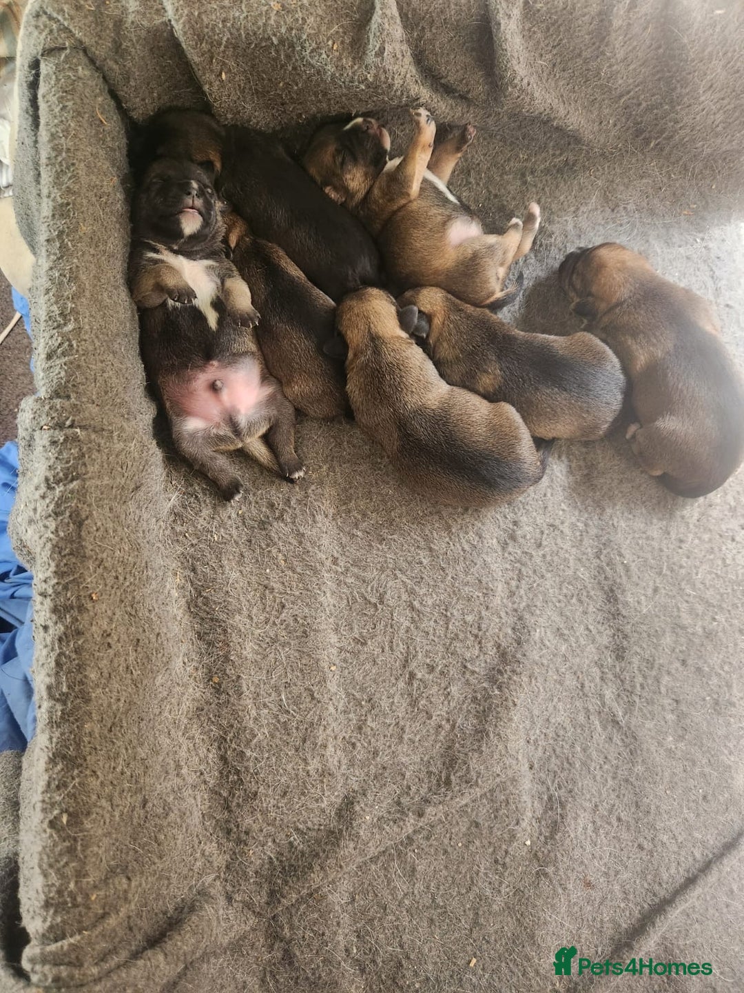 Mixed Breed dogs for sale: Six lovely Borderjack puppies available - Image 4