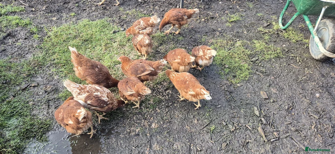 Chickens poultry for sale: Warren hens for sale  in Alton - Advert 2