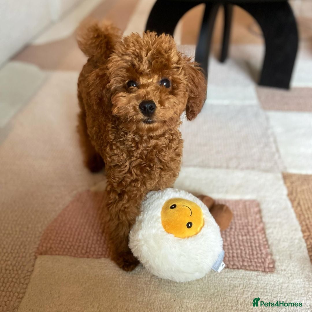 Toy Poodle dogs for sale: Seeking a New Home Toy Poodle Puppy Charlie - Advert 4