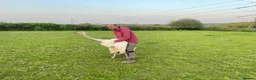 Emus poultry for sale: White rhea adult for sale - Advert 1