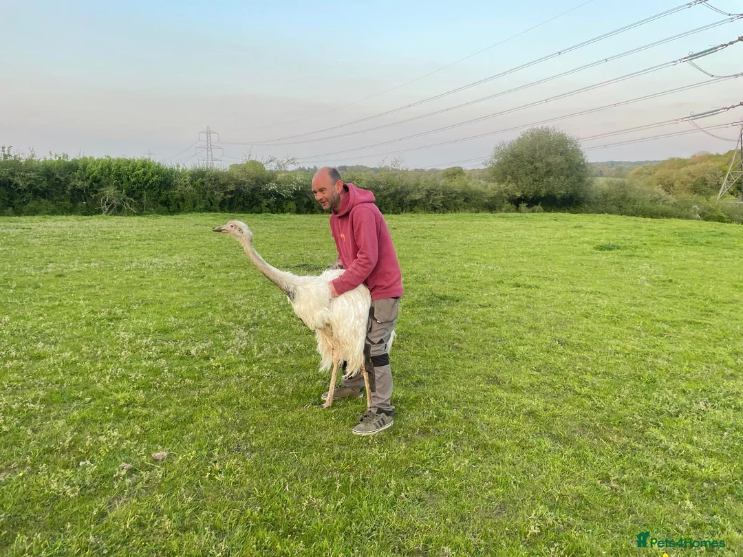 Emus poultry for sale: White rhea adult for sale - Advert 1