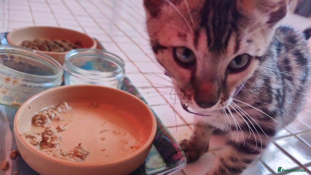 Bengal cats for sale: 1no. Female Bengal Kitten - Image 12
