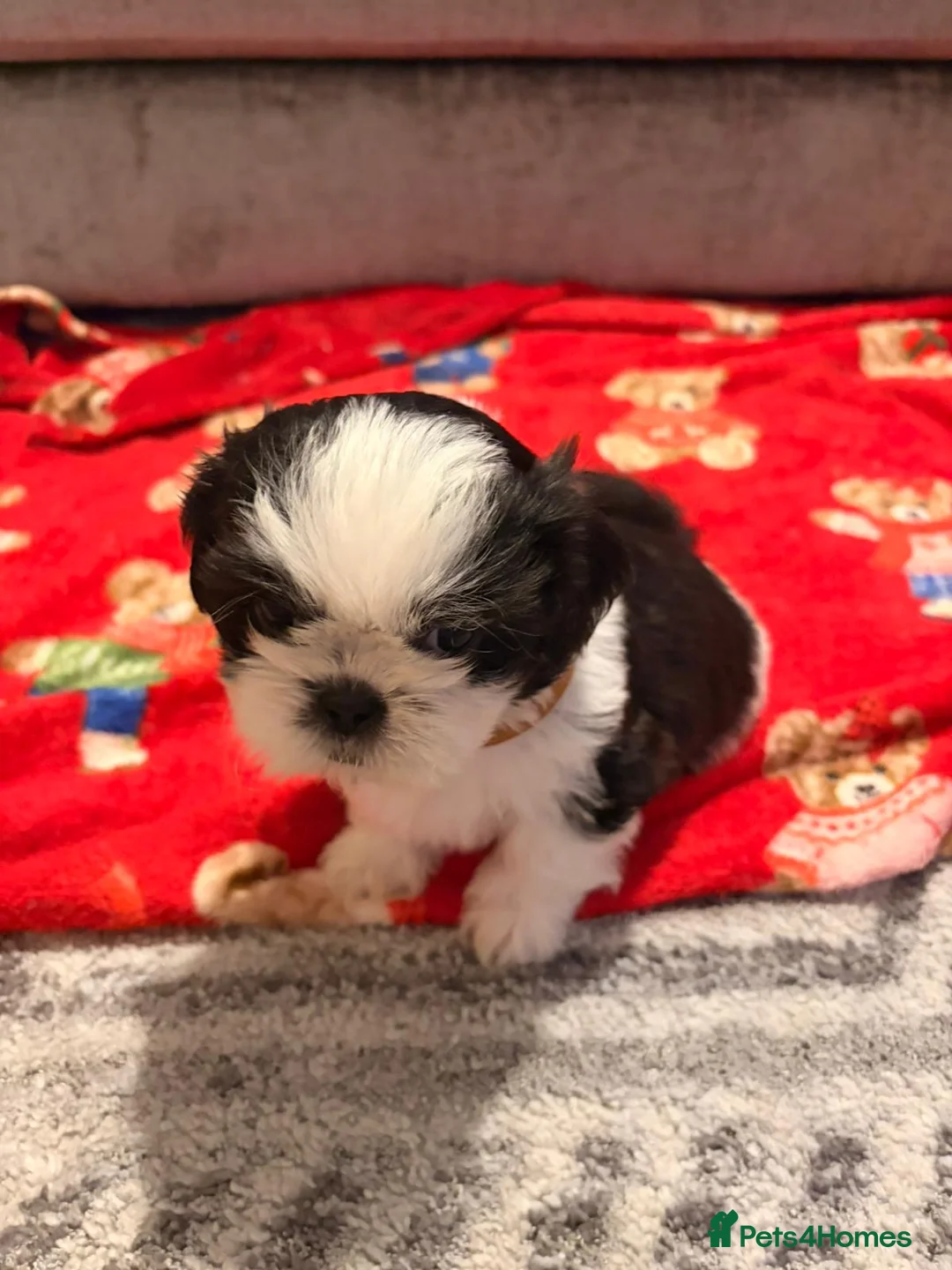 Shih Tzu dogs for sale:  Shih Tzu puppy  - Advert 10