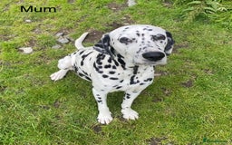 Dalmatian dogs for sale: Stunning KC dalmation puppies for sale! - Image 20