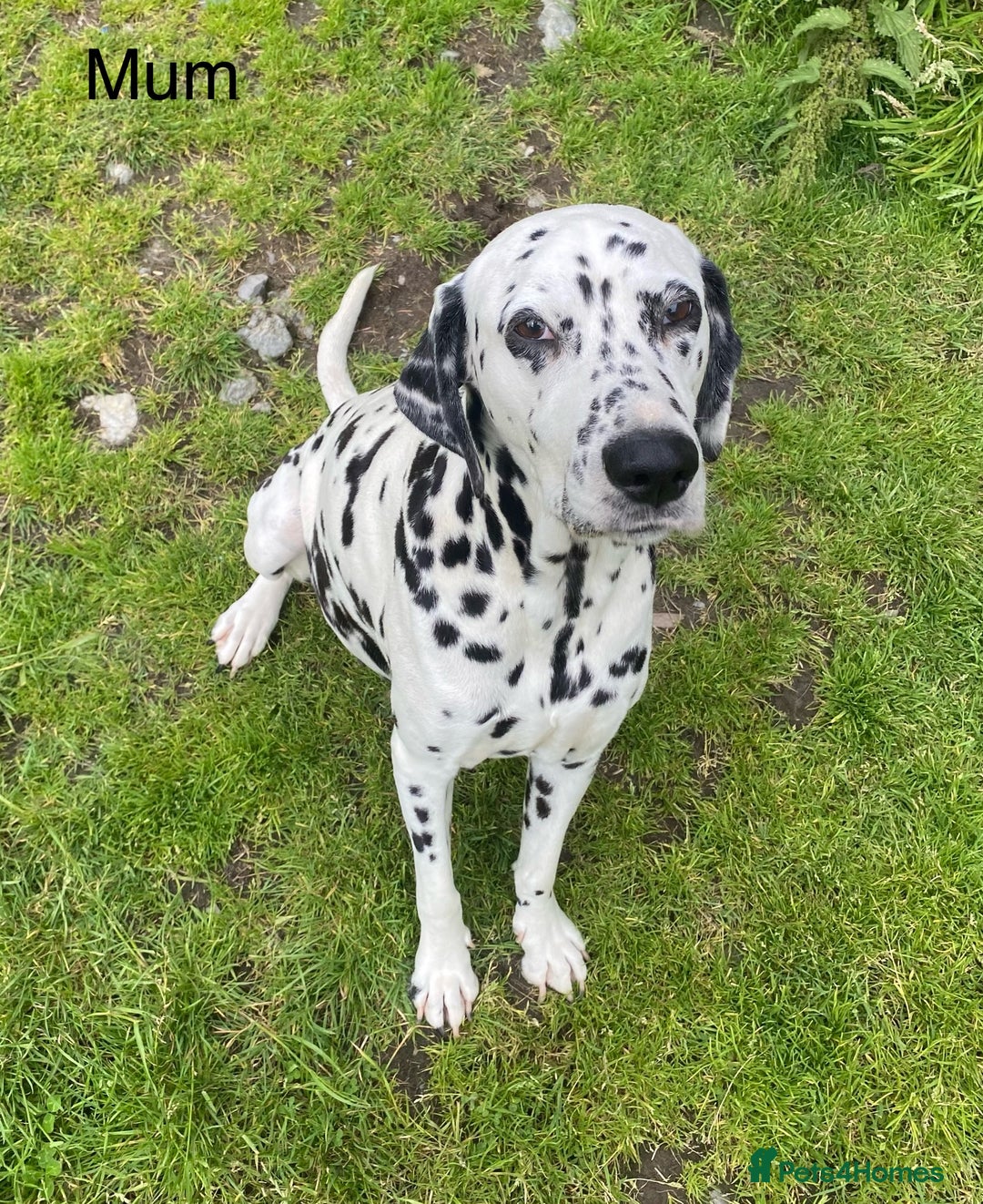 Dalmatian dogs for sale: Stunning KC dalmation puppies for sale! - Image 20