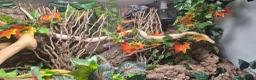 Corn Snake reptiles for sale: 2.5yr old male snow tessera corn snake  - Advert 3