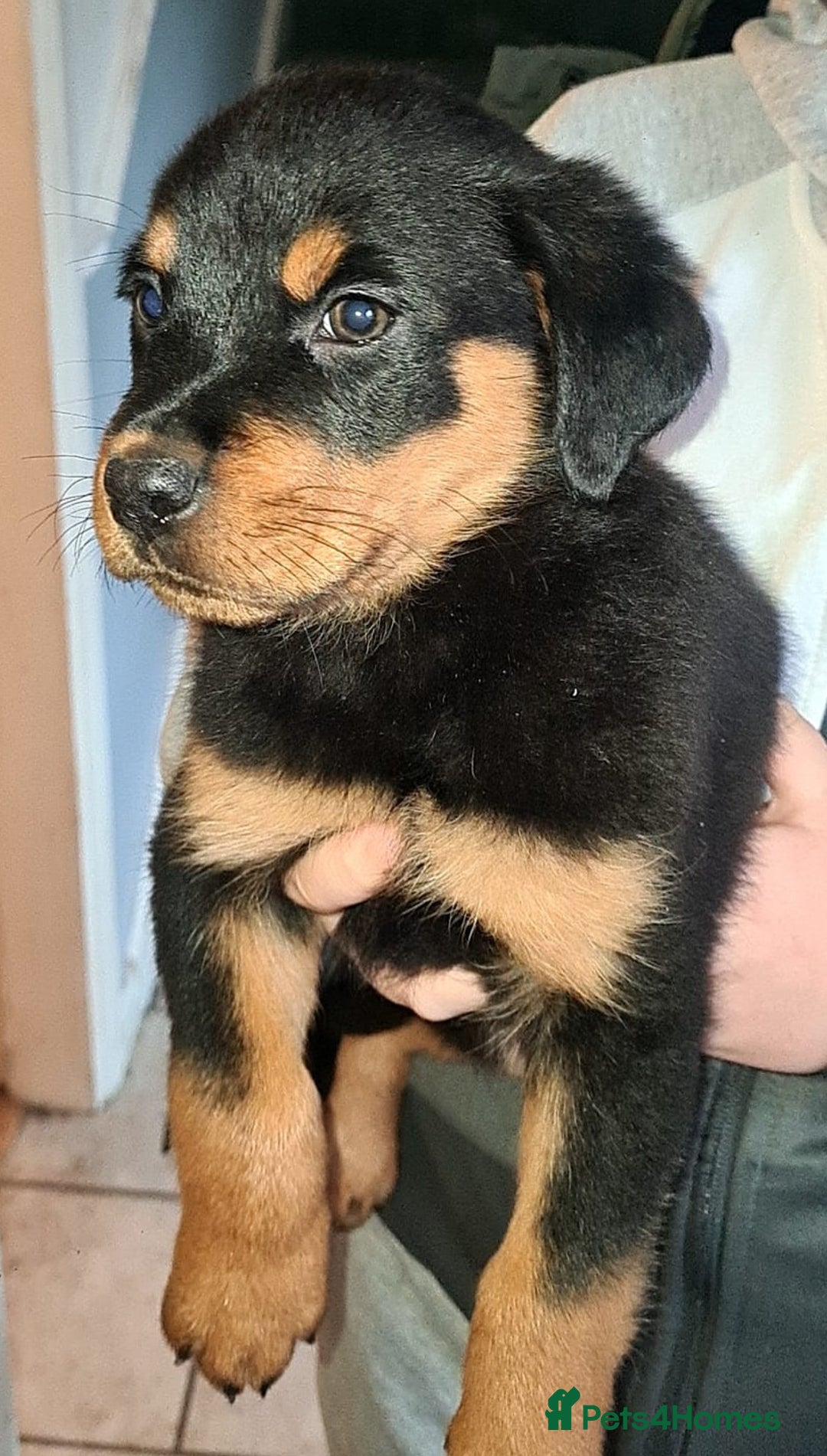 Rottweiler dogs for sale: Female rottweiler  - Advert 4