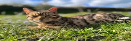 Bengal cats for sale: Bengal unregistered kittens.  in Dorchester - Advert 7