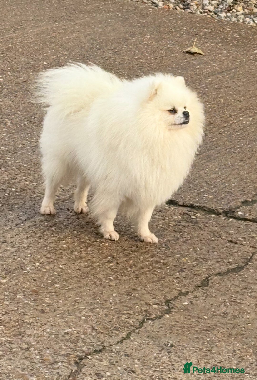 Pomeranian dogs for stud: White Boy for Stud only kc in Pontefract - Advert 2