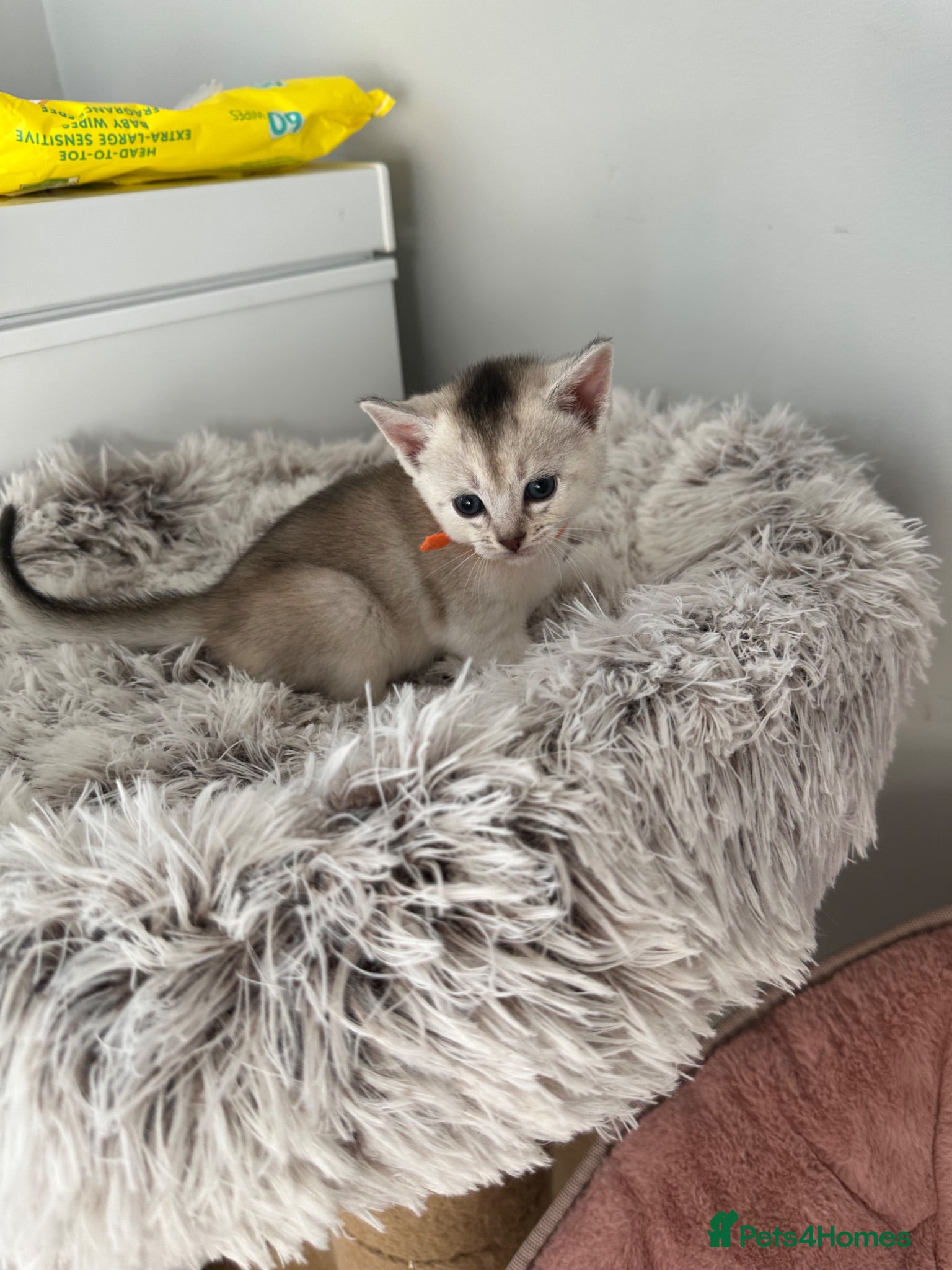 Abyssinian cats Silver Abyssinian kittens  - Advert 6