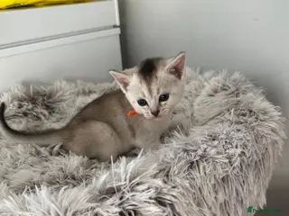 Abyssinian cats Silver Abyssinian kittens - Advert 6