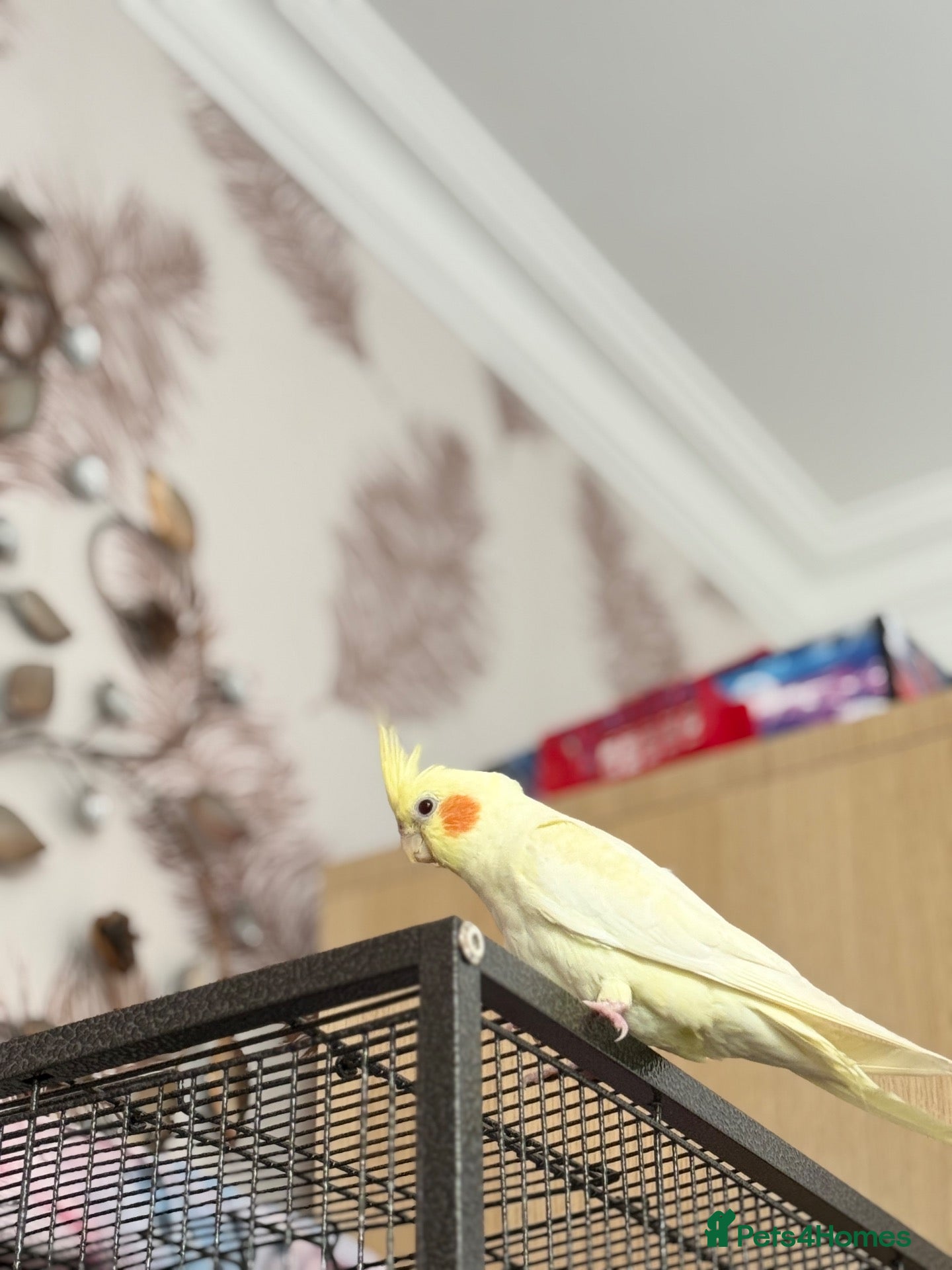 Cockatiels birds Lutino Cockatiel - Advert 1