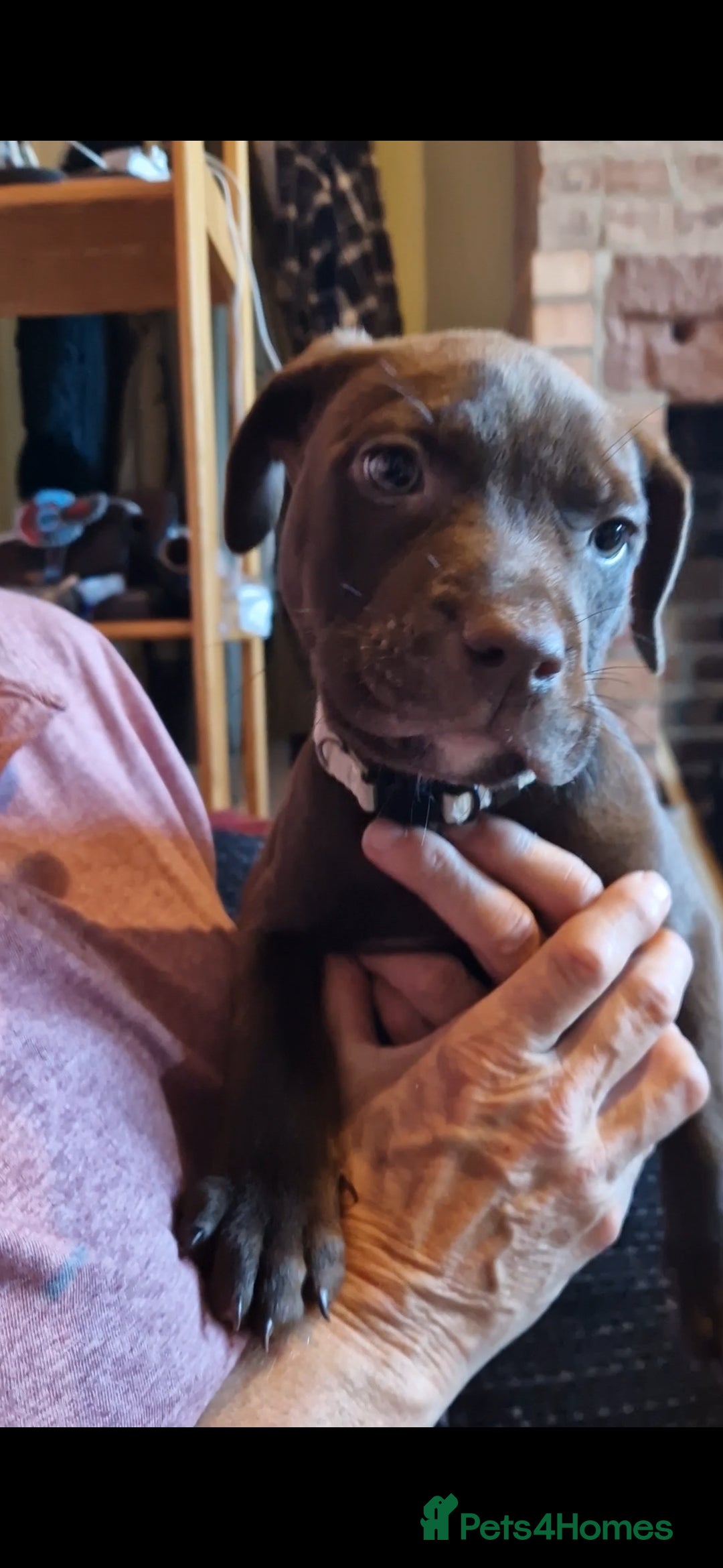 Mixed Breed dogs for sale: Doberman/labrador x american bulldog/english staff - Advert 7