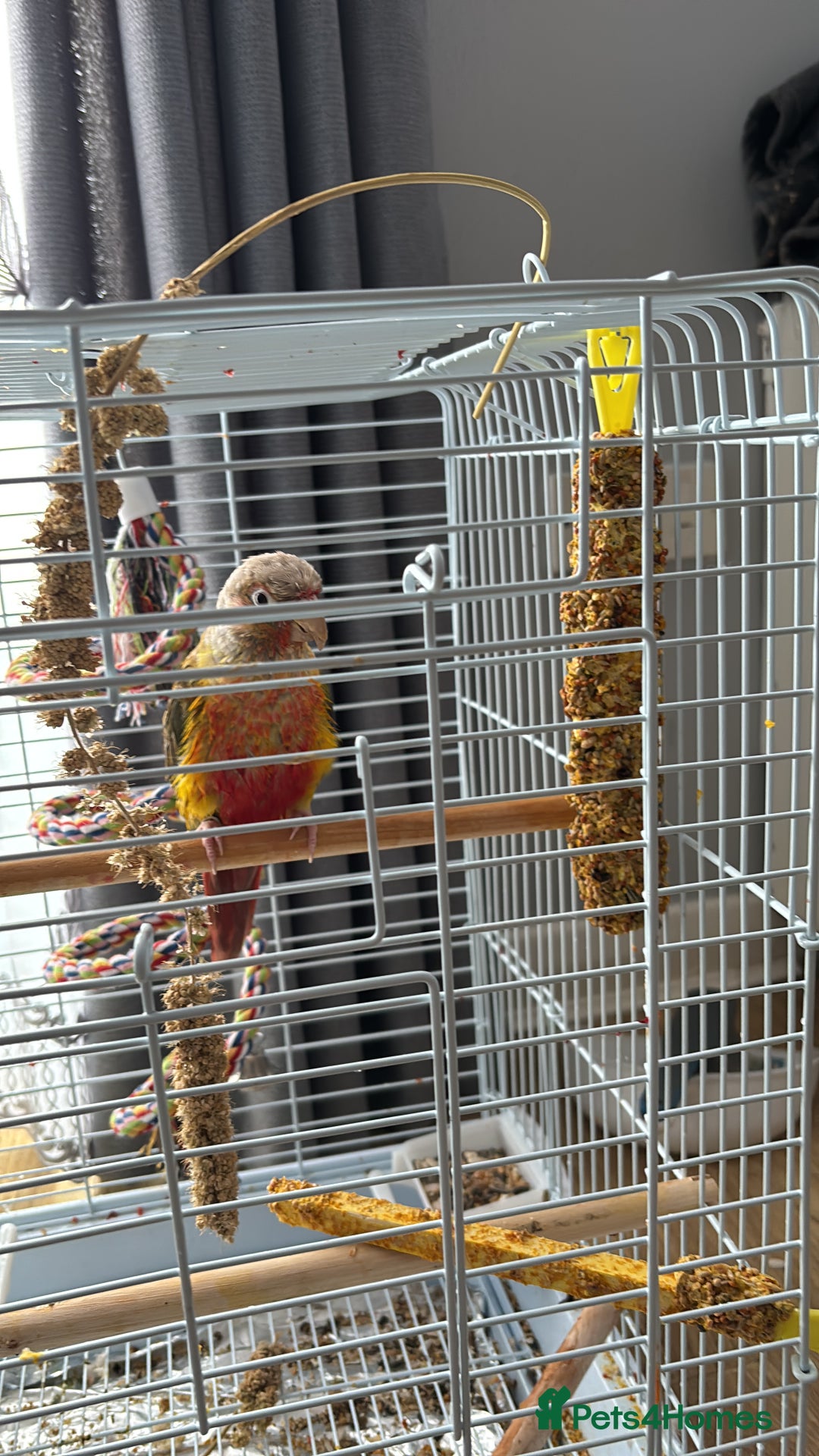 Conures birds for sale: Pineapple Conure - Advert 4
