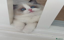 Ragdoll cats for sale: Champion Bloodline Seal Bicolour Ragdoll Girl - Image 3