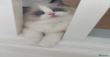 Ragdoll cats - Advert 14