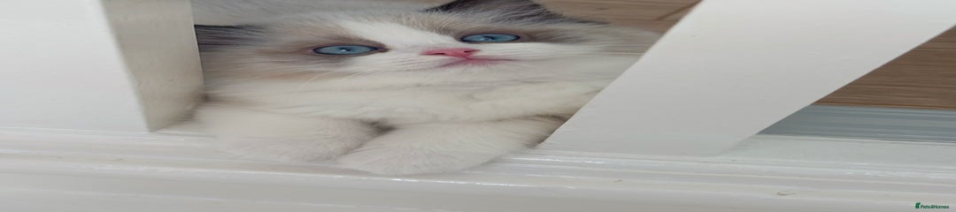 Ragdoll Kitten 1