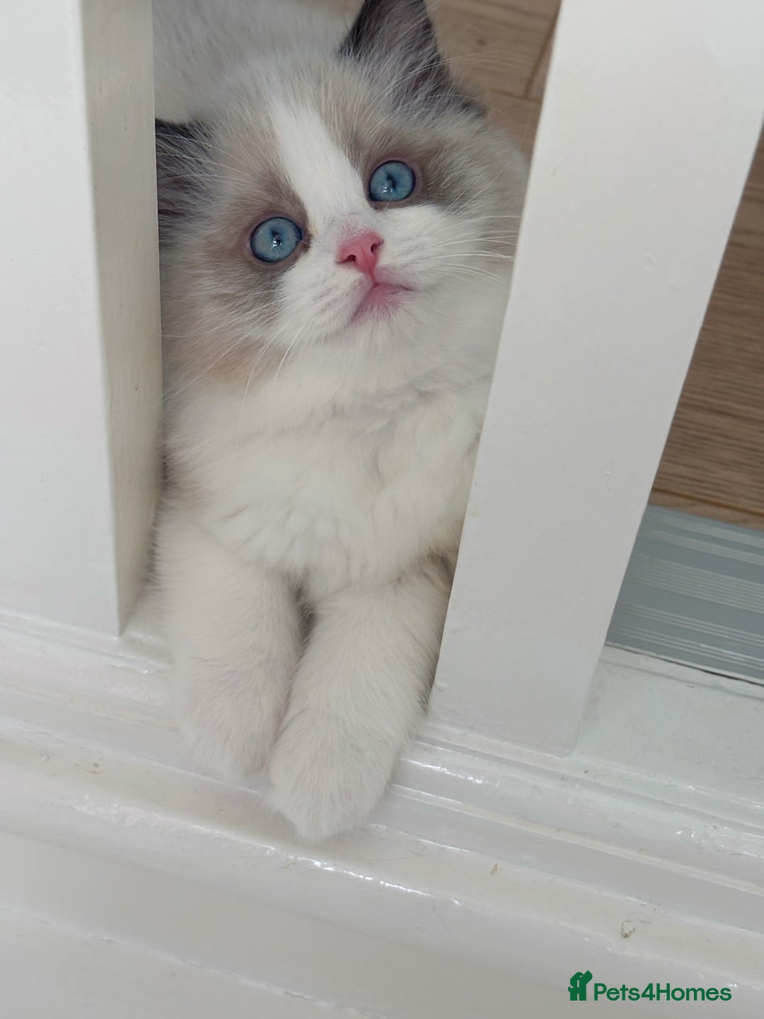 Ragdoll cats for sale: Champion Bloodline Seal Bicolour Ragdoll Girl - Image 3