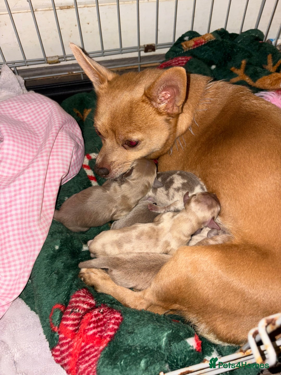 Mixed Breed dogs for sale: Xxx TINY dachshund x chihuahua puppies xxx - Image 1