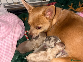 Mixed Breed dogs for sale - Advert 1